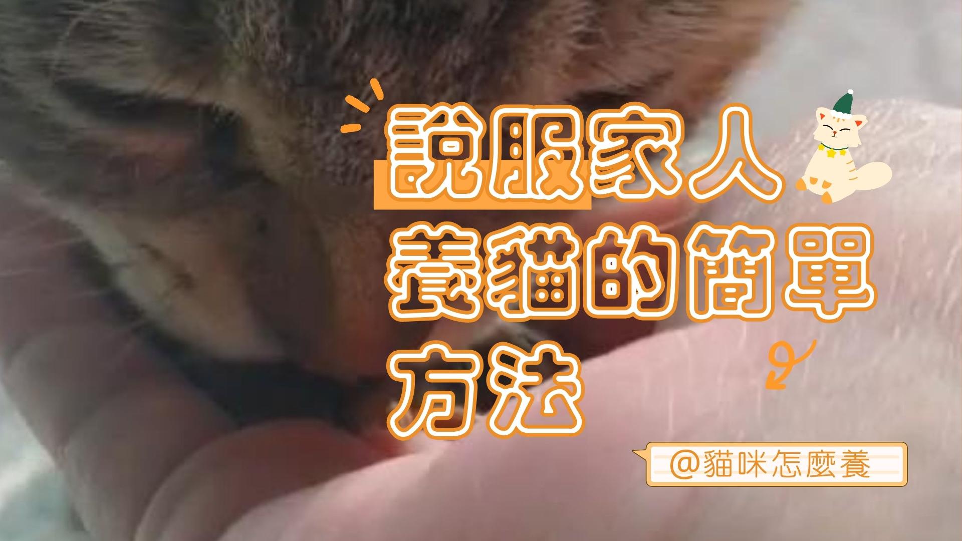 【新手養貓】說服家人養貓的5個簡單方法