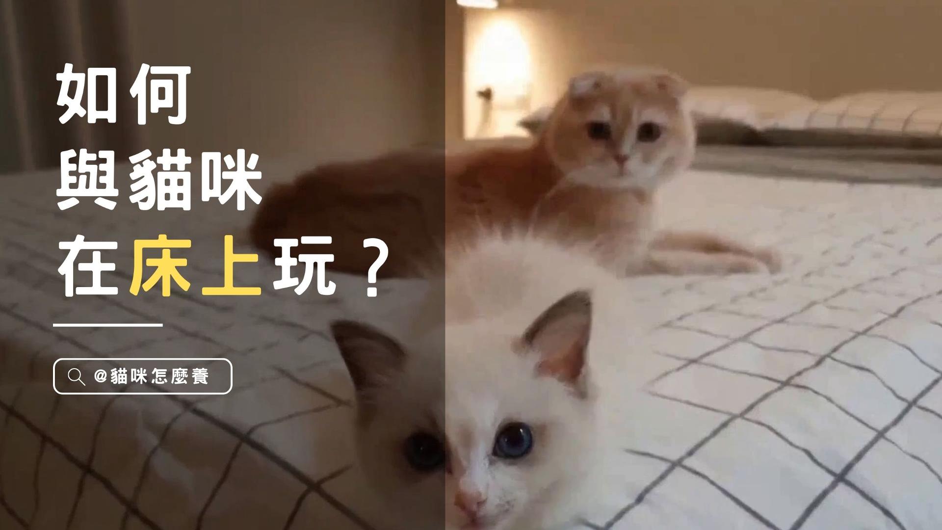 【養貓知識】我媽說不準貓咪上床，我可以和貓咪在床上玩耍嗎？