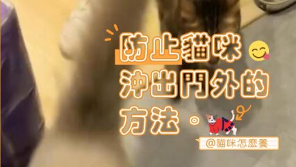 防止貓咪突然衝出門外的方法