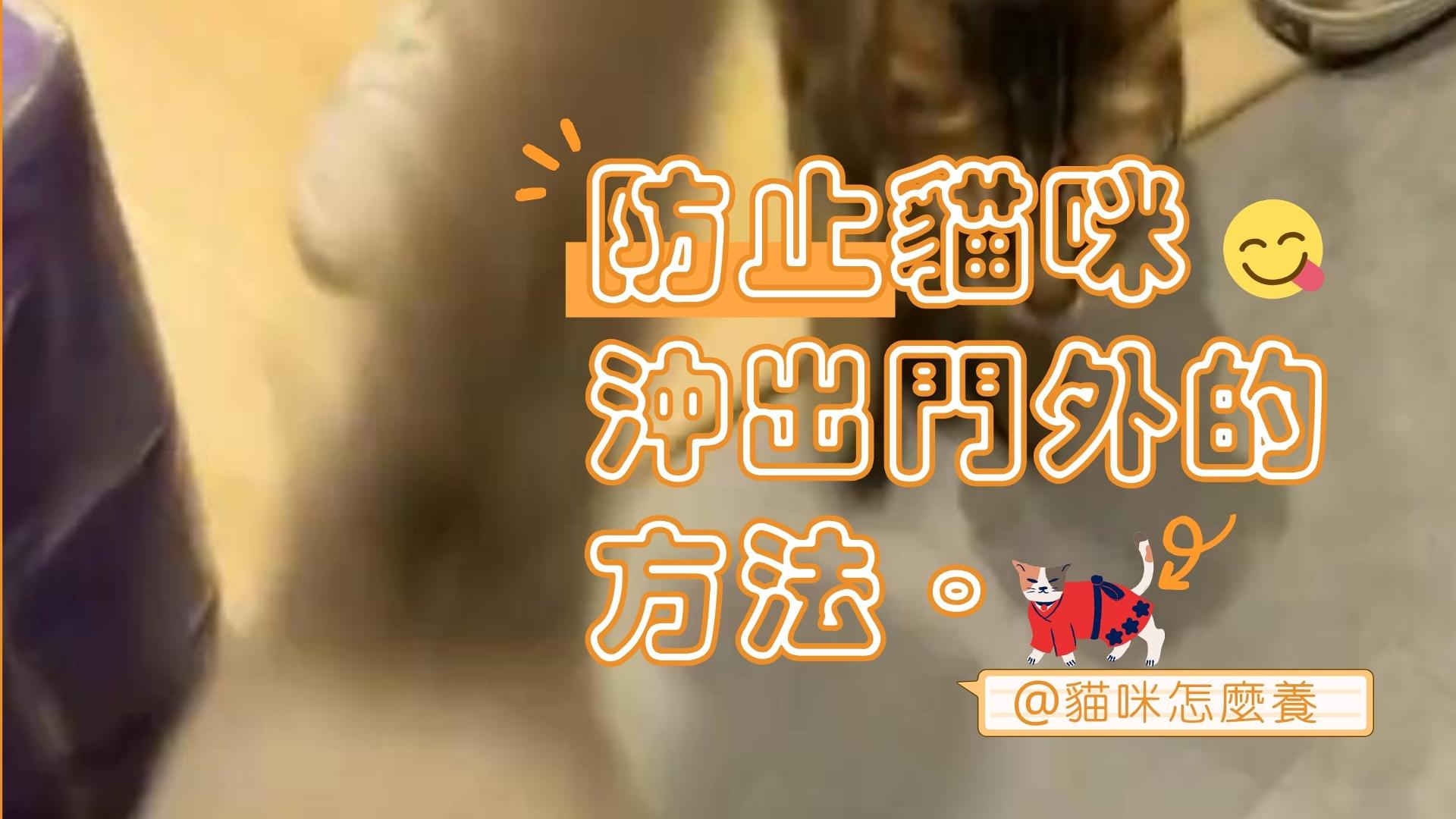 【新手養貓】防止貓咪突然衝出門外的方法