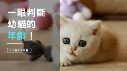 教你一眼判斷幼貓的年齡，養貓人都應該知道。