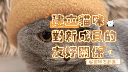 建立貓咪對新婚丈夫的友好關係