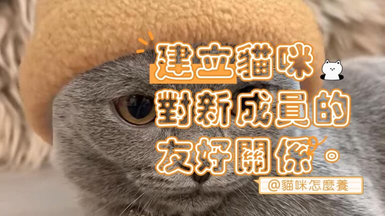 建立貓咪對新婚丈夫的友好關係