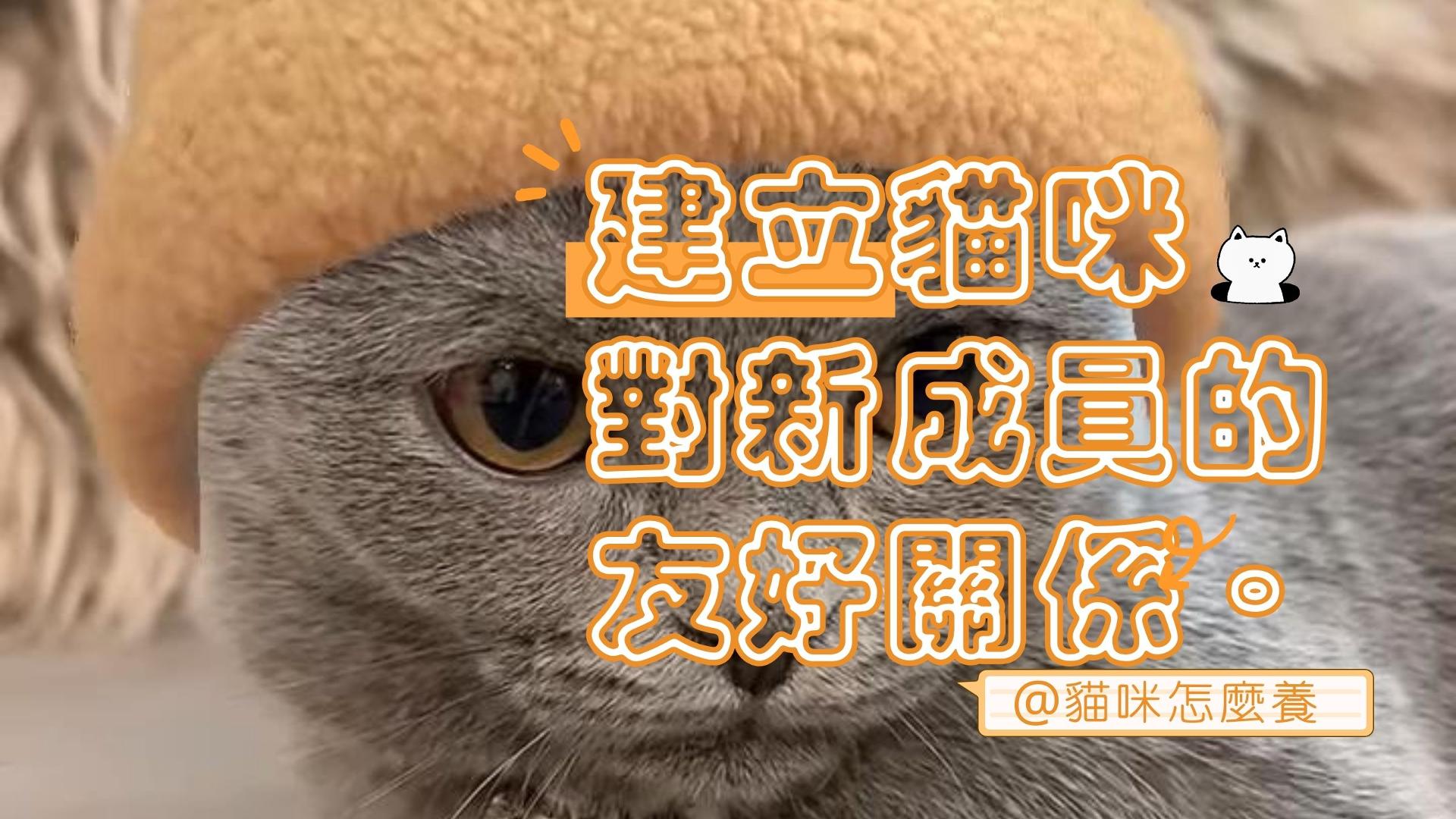 【新手養貓】貓咪吃醋了怎麼辦?