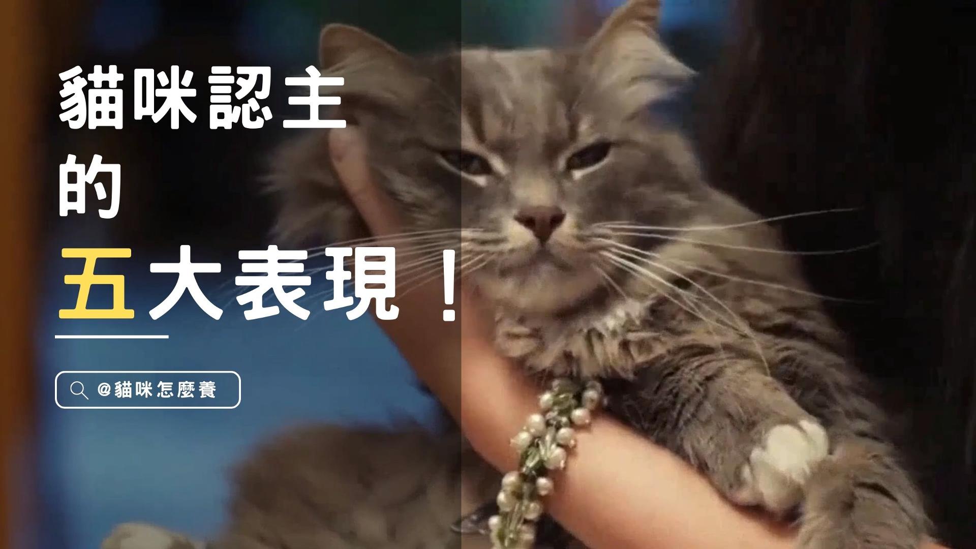 【新手養貓】5種貓咪已經把你當主人的表現，你家有幾種?