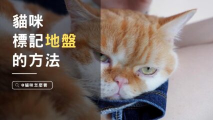 貓咪為什麼用尿液標地盤