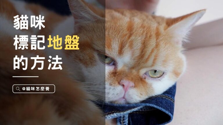 貓咪為什麼用尿液標地盤