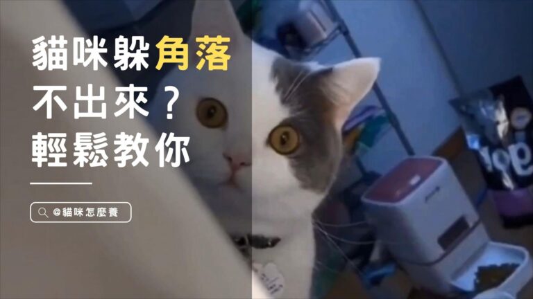 貓咪躲角落不出來?教你輕鬆引導牠走出藏身地!
