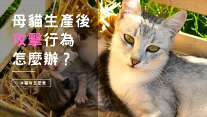 貓媽媽暴躁？母貓生產後攻擊行為怎麼辦？