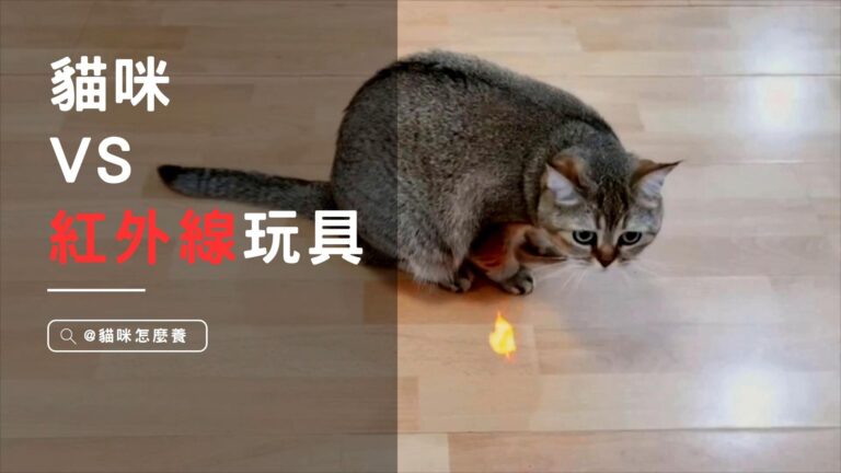 貓咪和激光玩具:開心遊戲還是心理困擾?
