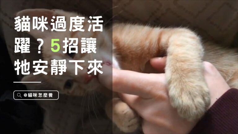 貓咪過度活躍?5招讓牠寧靜下來