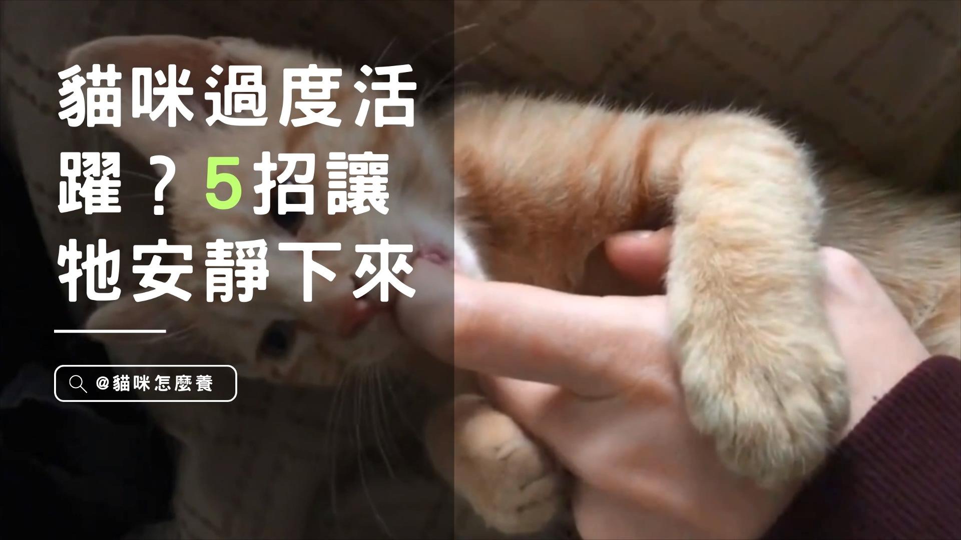 【新手養貓】貓咪過度活躍？5招讓牠寧靜下來