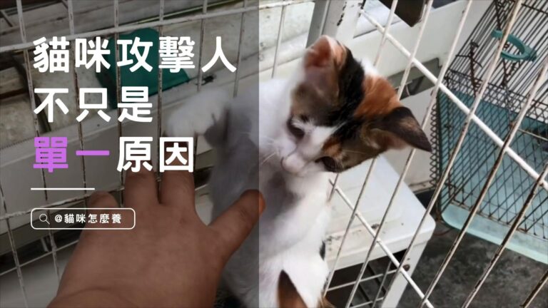 猫咪攻擊人:不只是單一原因!