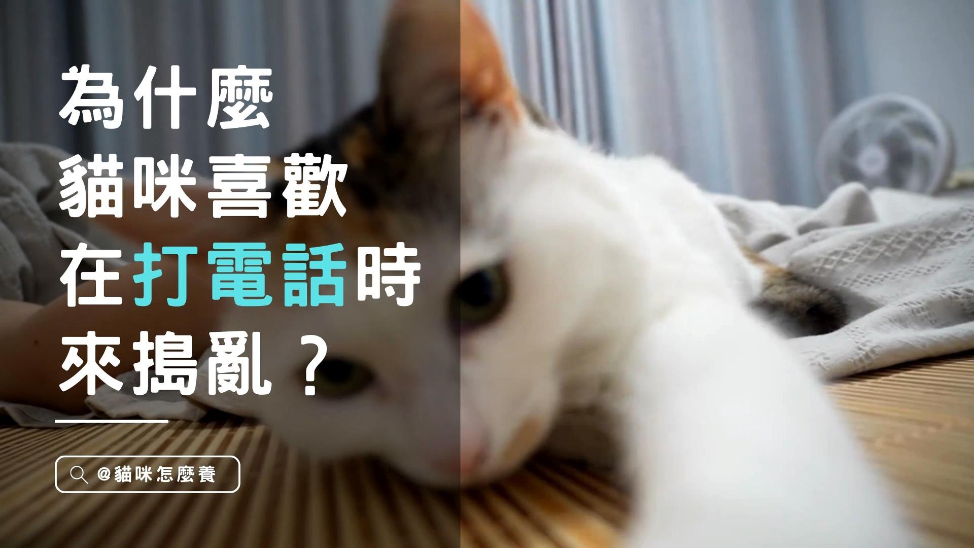 【寵物解答】你家貓咪會這樣嗎? 為什麼我的貓咪總是在打電話時候來搗亂？