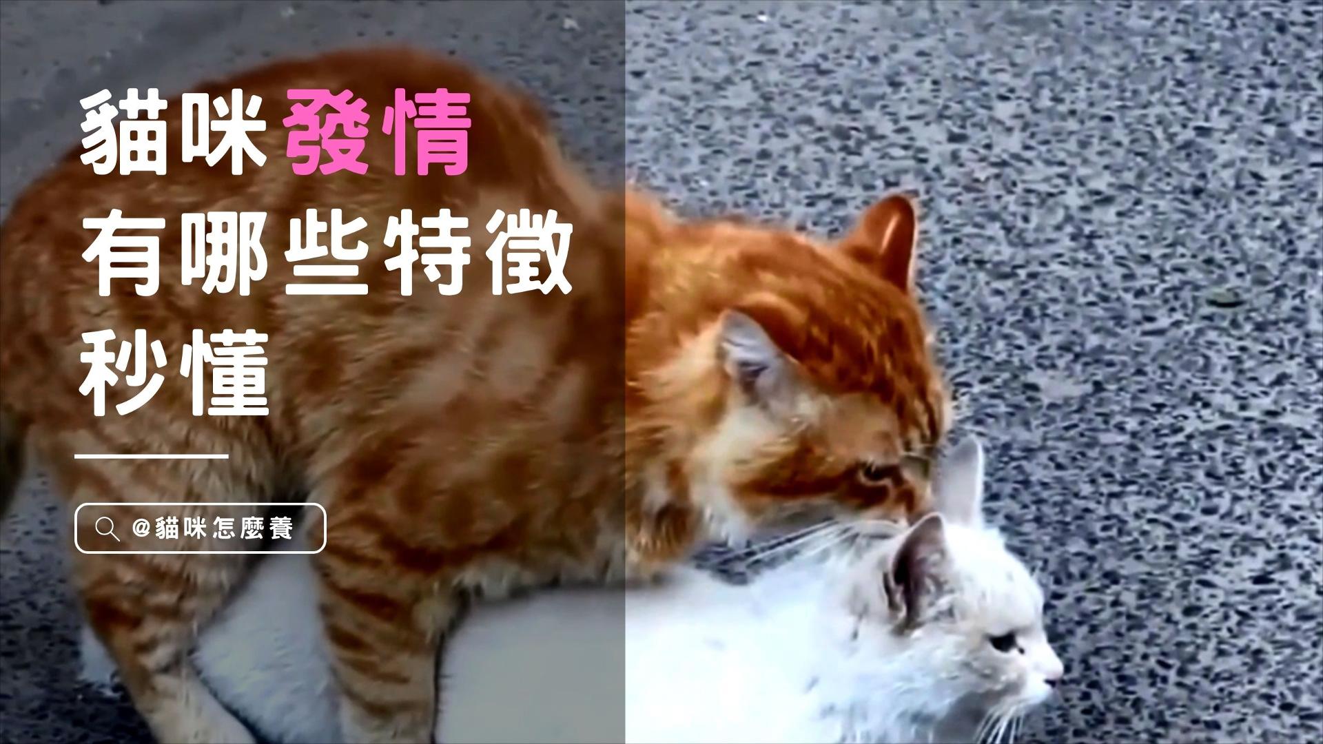 【養貓知識】貓咪發情有哪些特徵？秒懂，教你識別貓咪情緒變化！