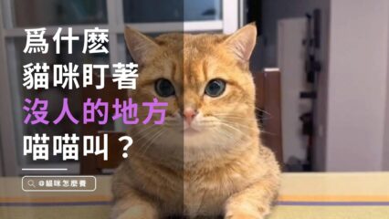 為什麽貓咪盯著沒人的地方喵喵叫？