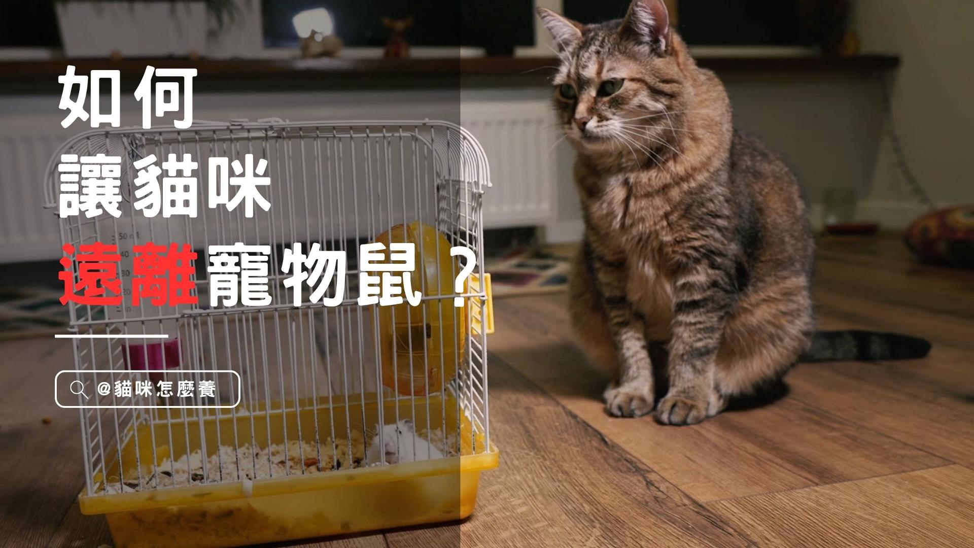 【養貓知識】不想上演貓抓老鼠，如何訓練貓咪遠離寵物鼠？