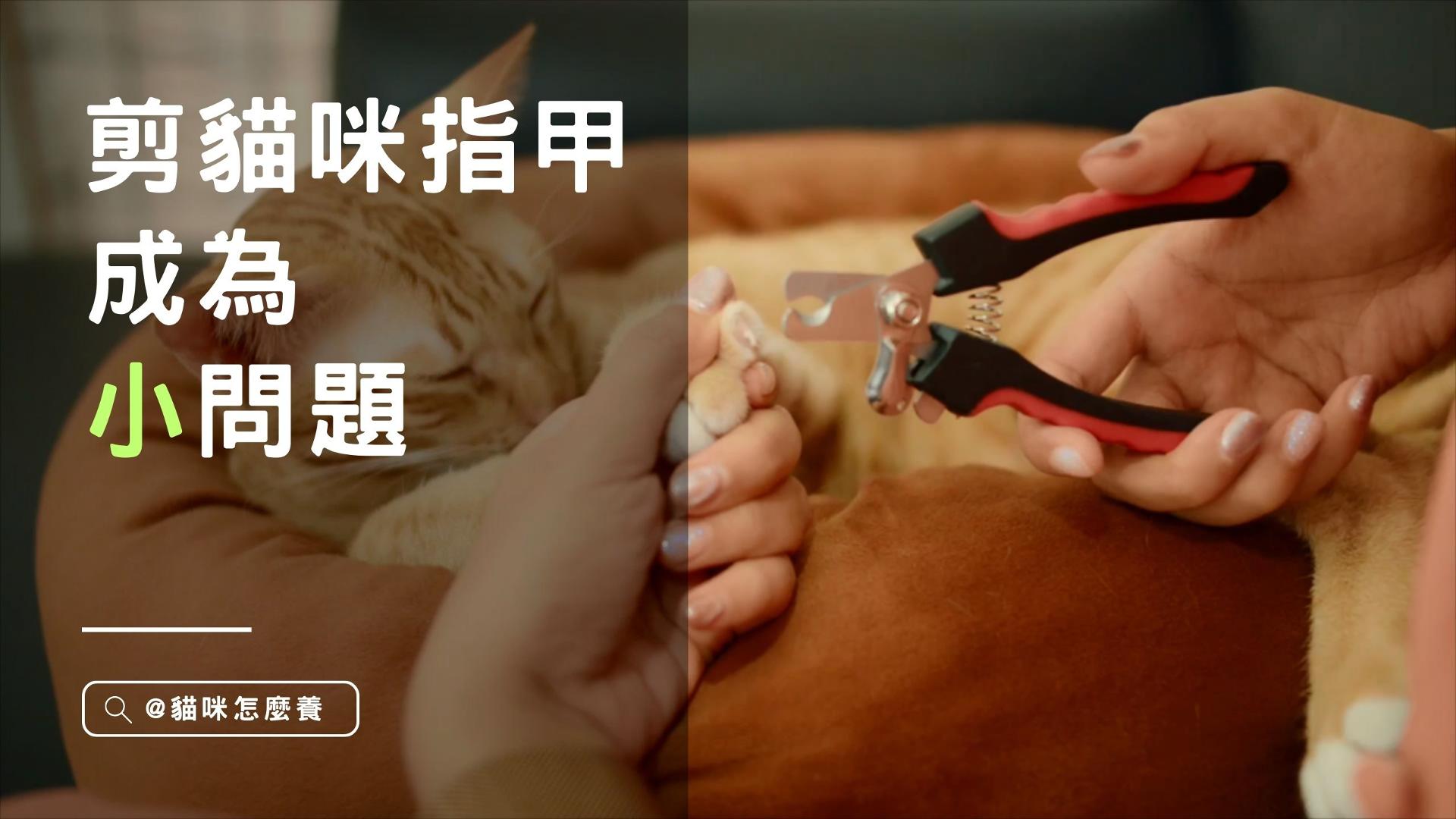 【新手養貓】剪貓咪指甲成為小問題，養貓的人都需要知道的3個小技巧!