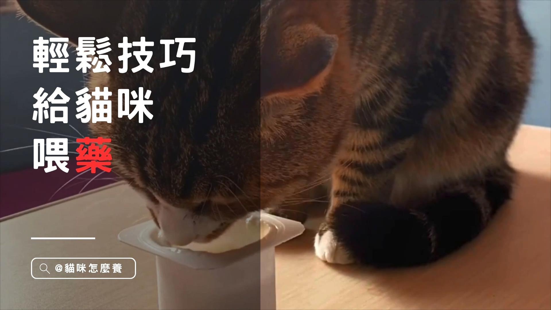 【新手養貓】養貓第一課，輕鬆技巧給貓咪喂藥！