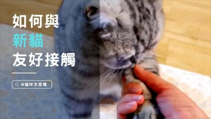 與新貓咪的首次互動：如何與新貓友好接觸？