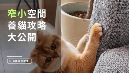 小家也能有貓！窄小空間養貓攻略大公開