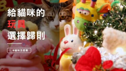 給貓咪的玩具選擇守則，一起來看看！