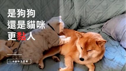 是狗狗還是貓咪更黏人？揭秘寵物的親近神話！