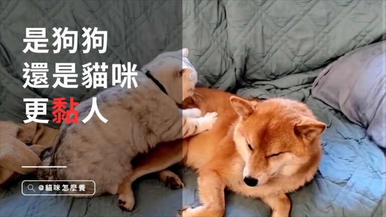 是狗狗還是貓咪更黏人?揭秘寵物的親近神話!