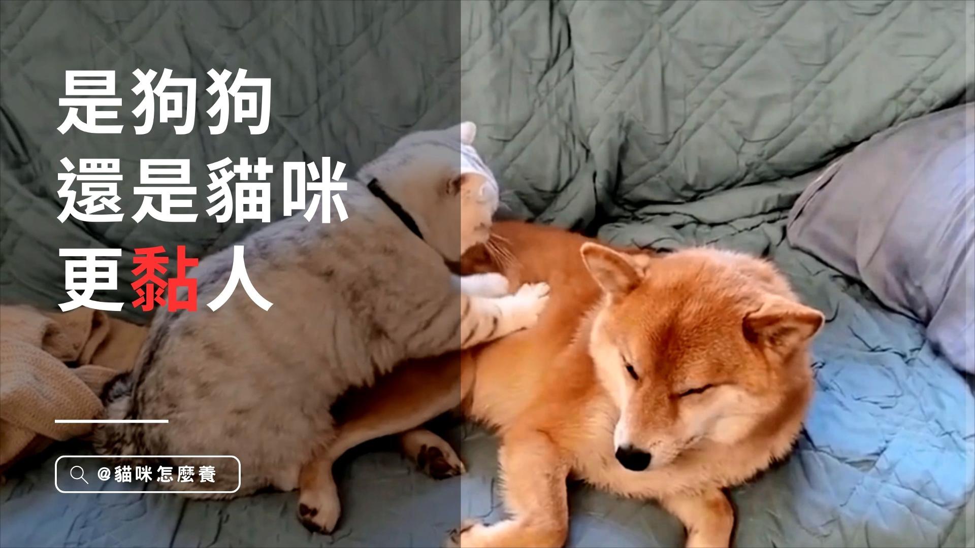 【寵物解答】你家是狗狗還是貓咪更黏人呢？揭秘寵物的親近神話！