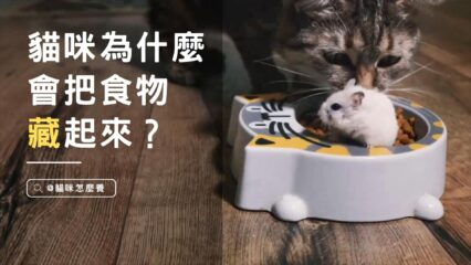 貓咪為什麼會把食物藏起來？原來有這麼有趣的原因