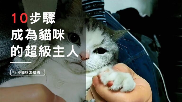 簡單10步驟，讓你成為貓咪眼中的超級貼心主人！