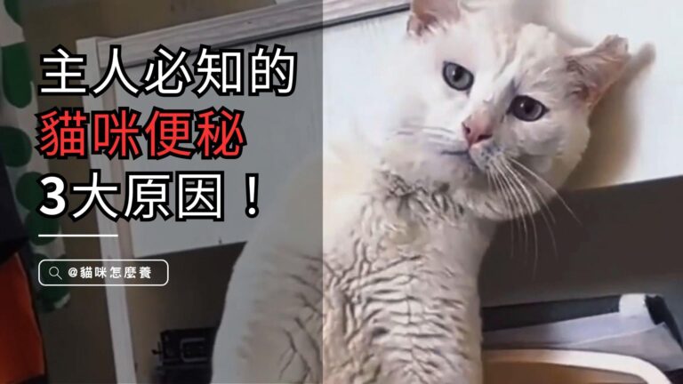 貓咪便祕3大原因