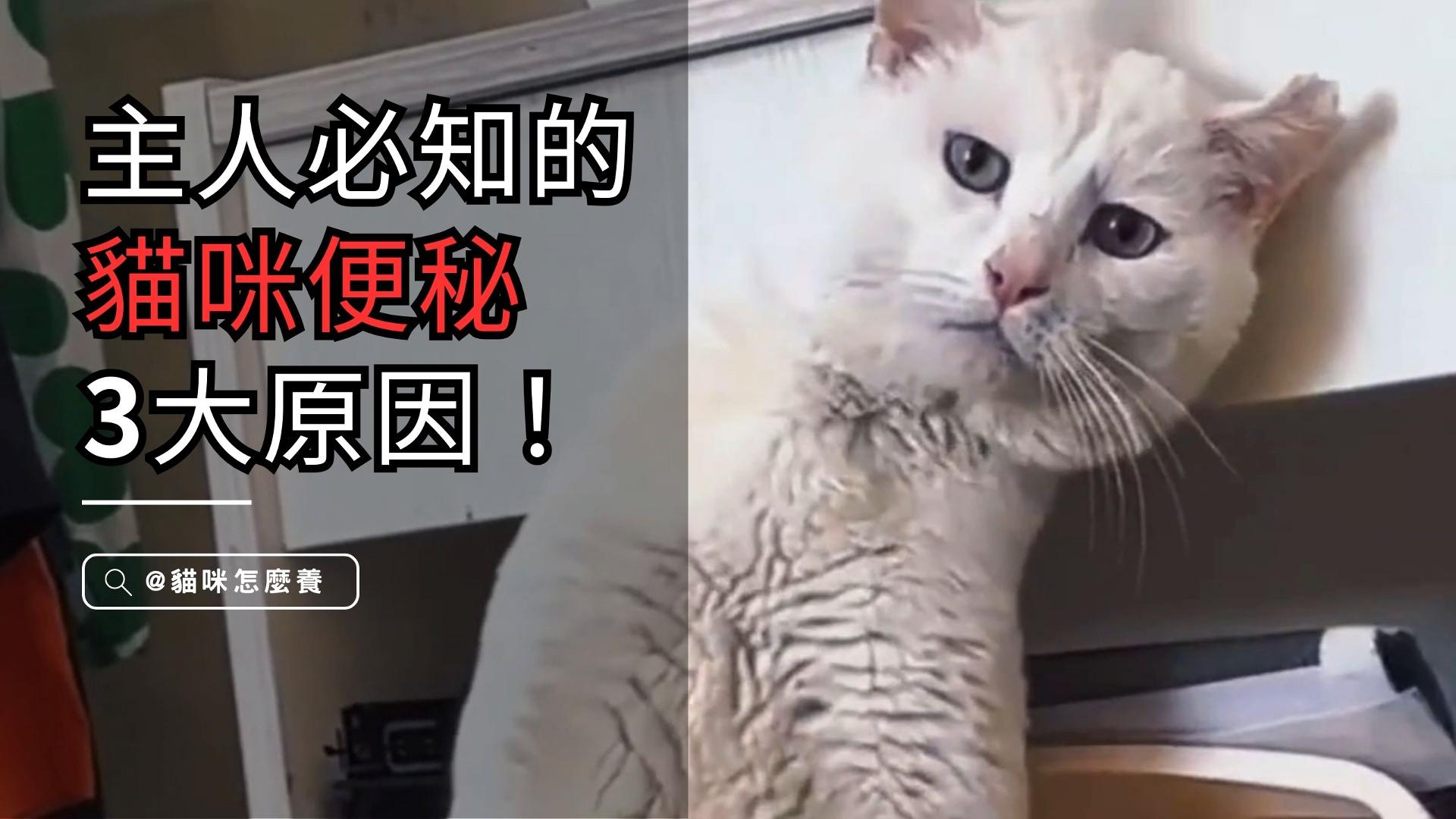 【寵物解答】貓咪也會便祕你知道嗎?貓咪便祕3大原因，身為主人的你必知！