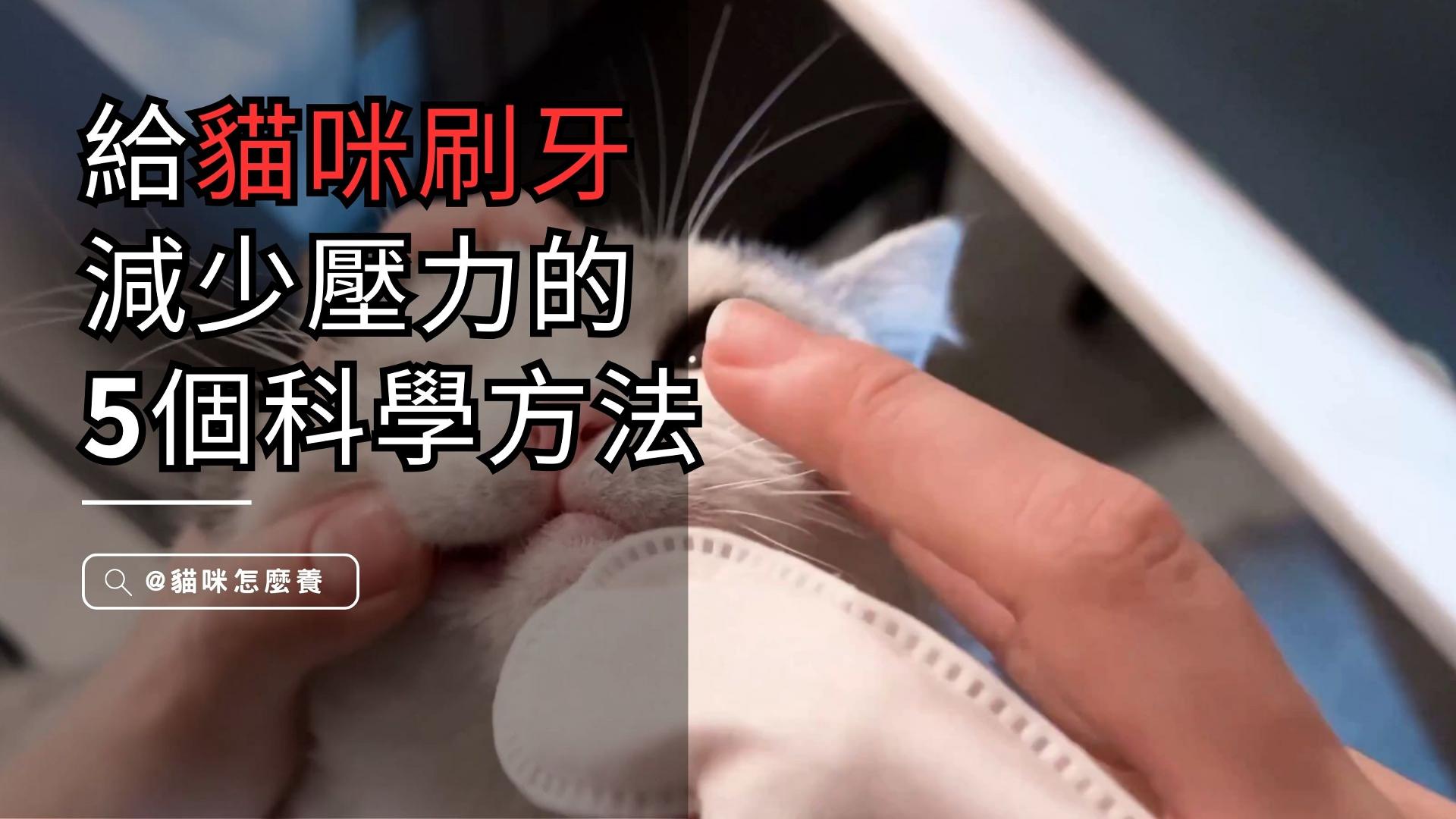 【新手養貓】讓貓咪享受刷牙的5項科學方法!