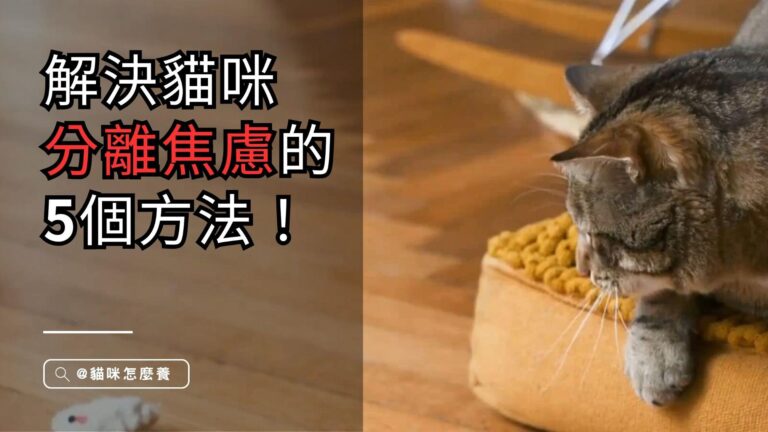 擊退貓咪分離焦慮的5個方法