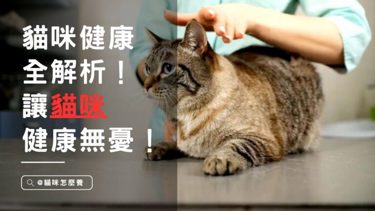 貓咪健康全解析!預防疾病、健康護理全面解答,讓貓咪健康無憂!