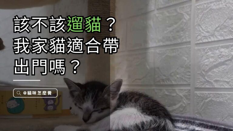 貓奴必看!該不該遛貓?