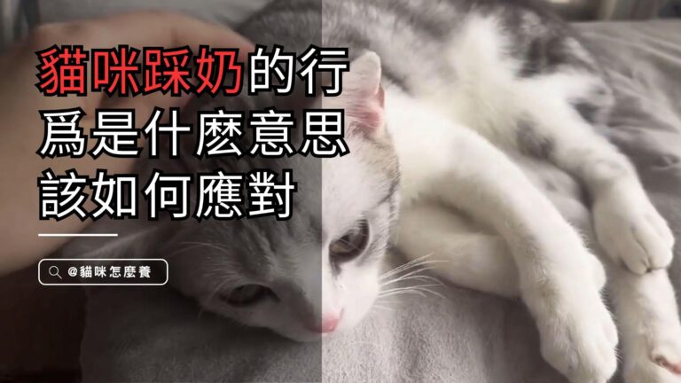 貓咪踩奶現象的行為學解析