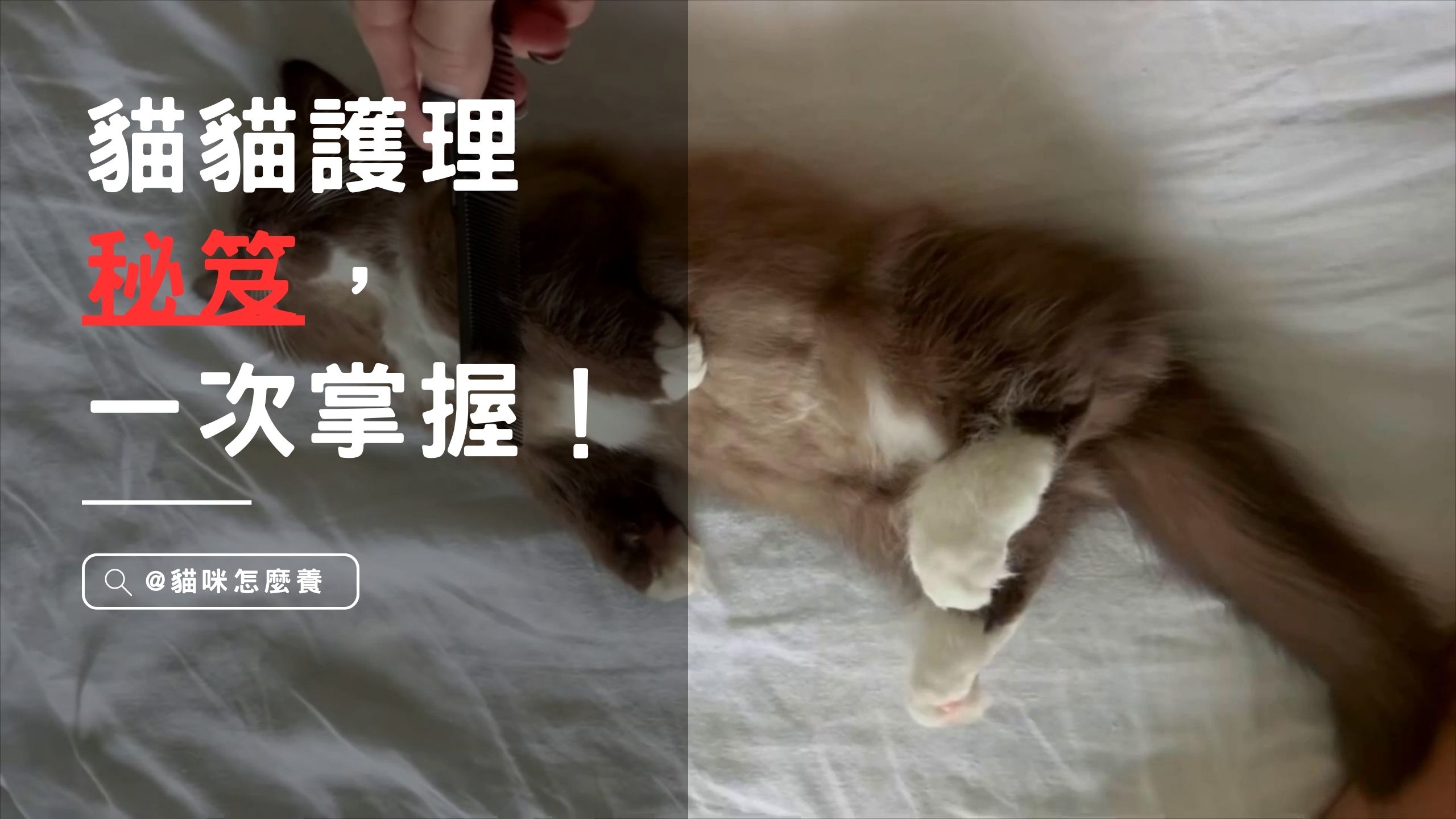【新手養貓】養貓的都需要知道的完美護理秘笈，梳理、洗澡、檢查一次掌握！