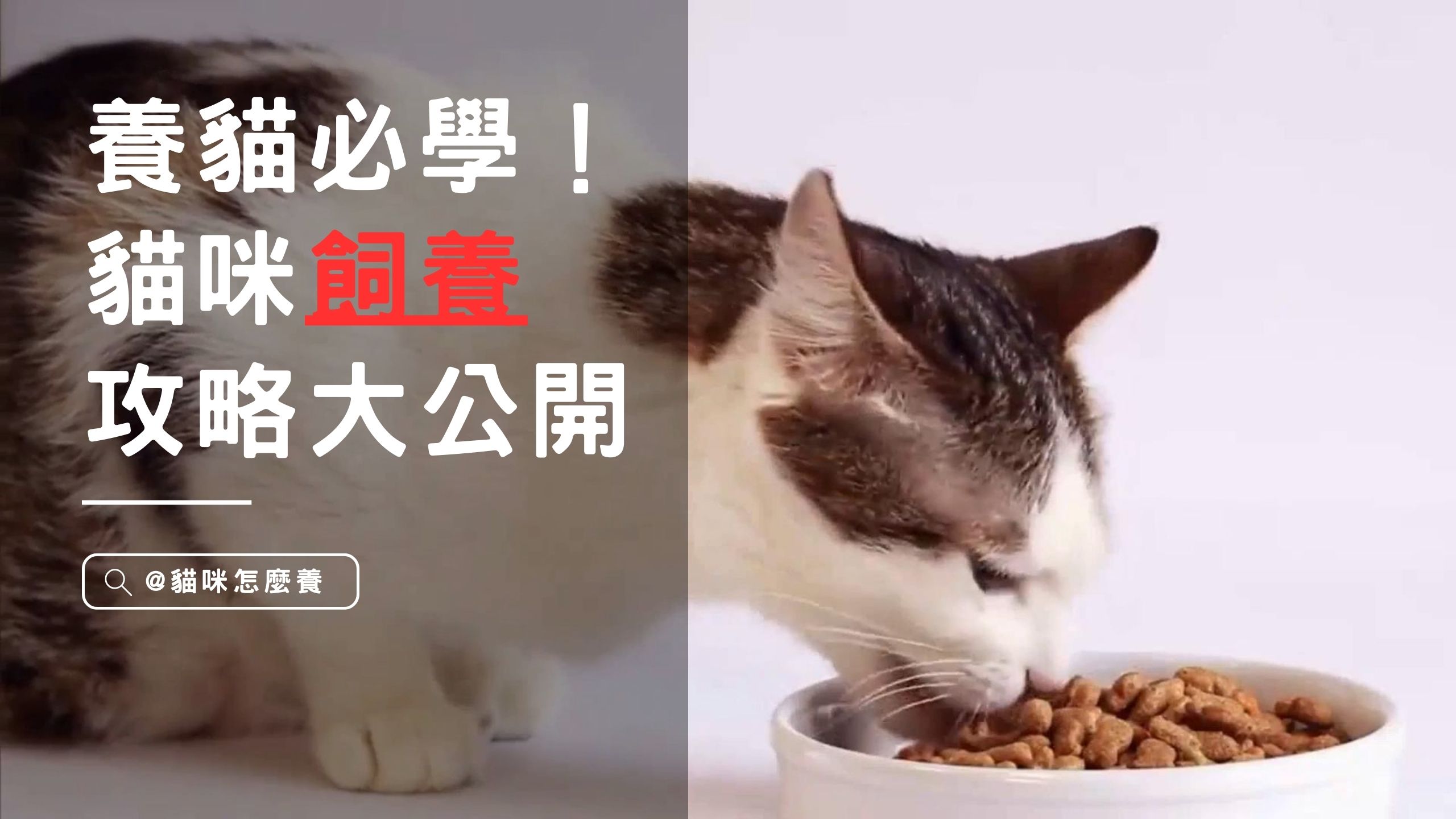 【新手養貓】 貓咪飼養3大攻略，養貓必學！：選對食物、愛護毛髮、健康檢查！