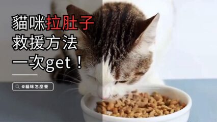 貓咪拉肚子不容忽視