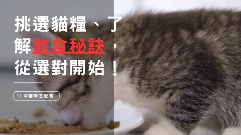 貓咪養生大作戰!挑選貓糧、了解飲食秘訣,健康飲食從選對開始!