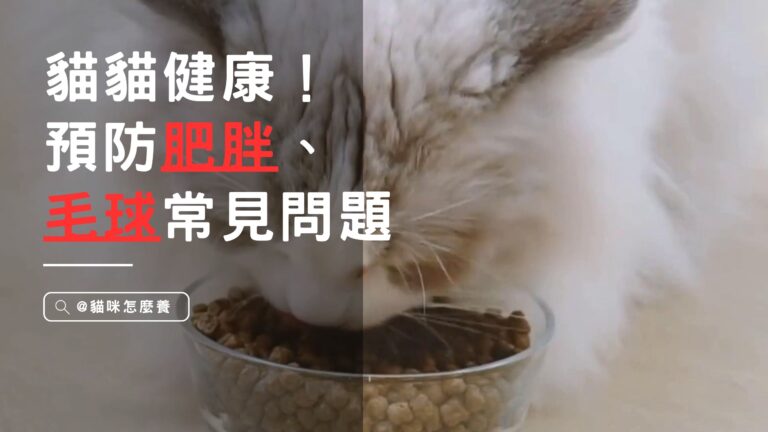 貓貓健康大公開!預防肥胖、毛球等常見問題:專家建議完全解析!