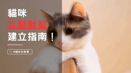貓咪互動默契大公開！建立信任的秘訣＆貓咪個性尊重指南！