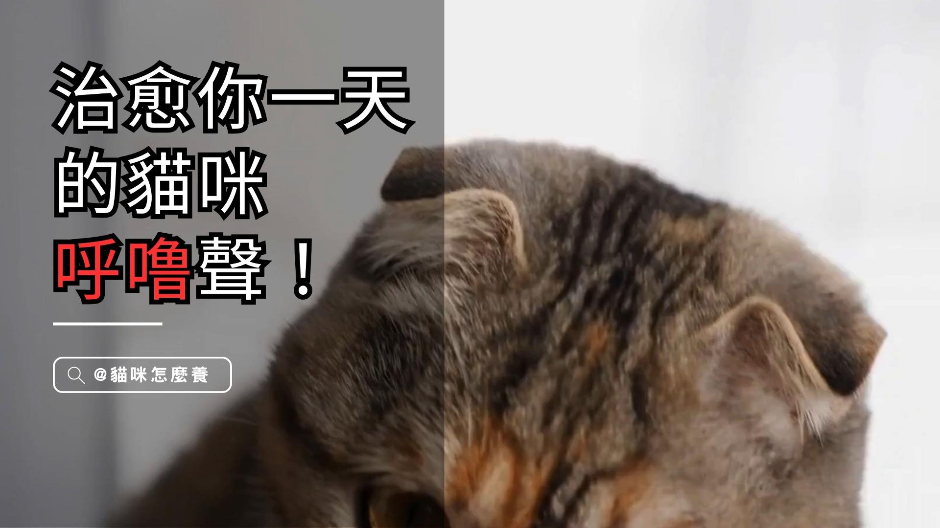 【養貓知識】貓咪呼嚕聲，療癒你的一天！