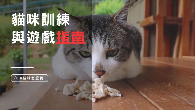 打造親密互動!貓咪訓練與遊戲指南:聰明技巧、玩具推薦全解析!