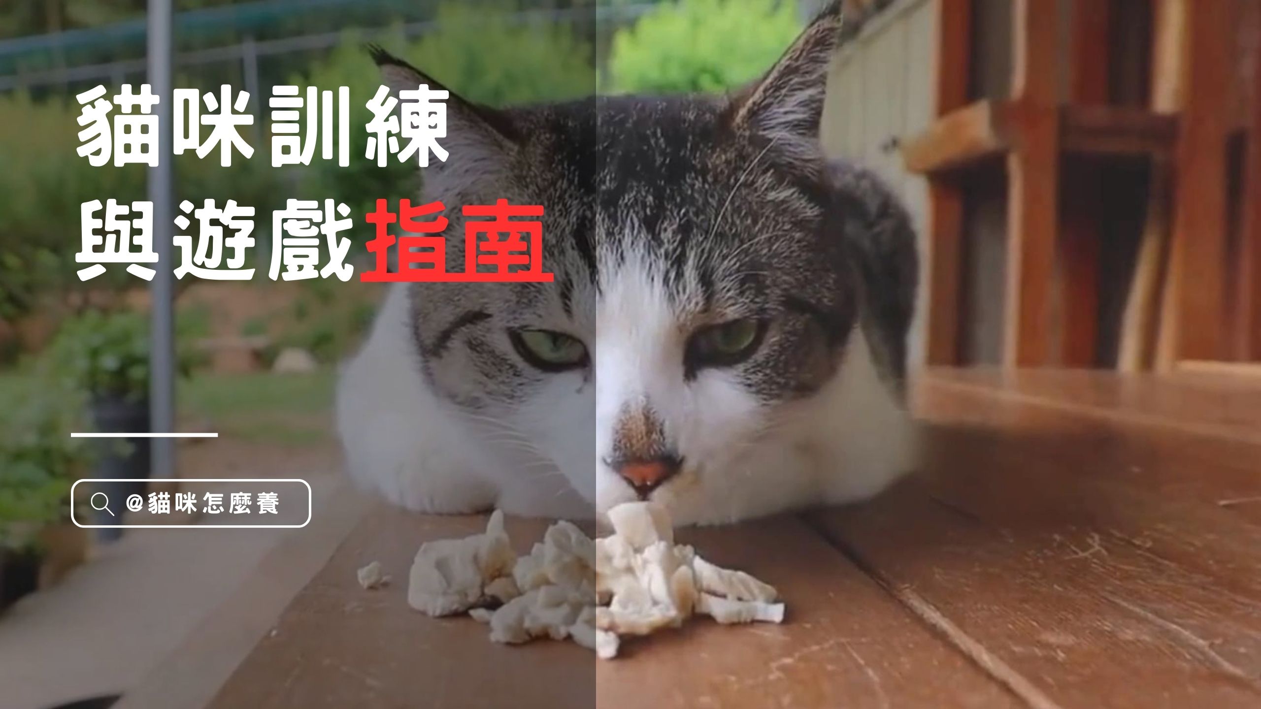 【養貓知識】 教你打造與貓咪親密互動2大技巧！貓咪訓練與遊戲指南：聰明技巧、玩具推薦全解析！