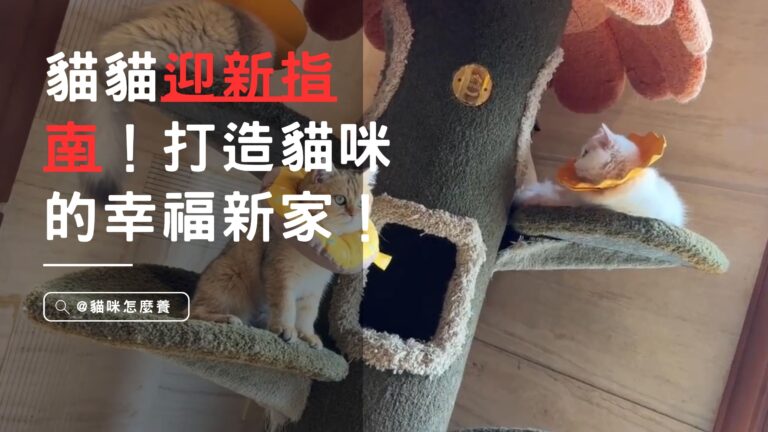 貓貓迎新指南!家居必備清單&舒適空間打造,貓咪的幸福新家!
