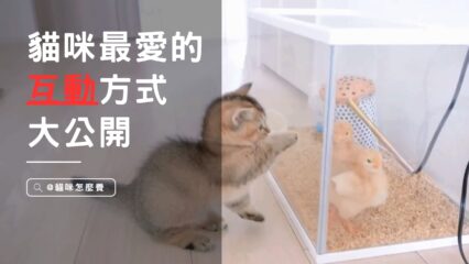 親密互動學堂！貓咪最愛的互動方式大公開，打造無間互信的人貓關係！