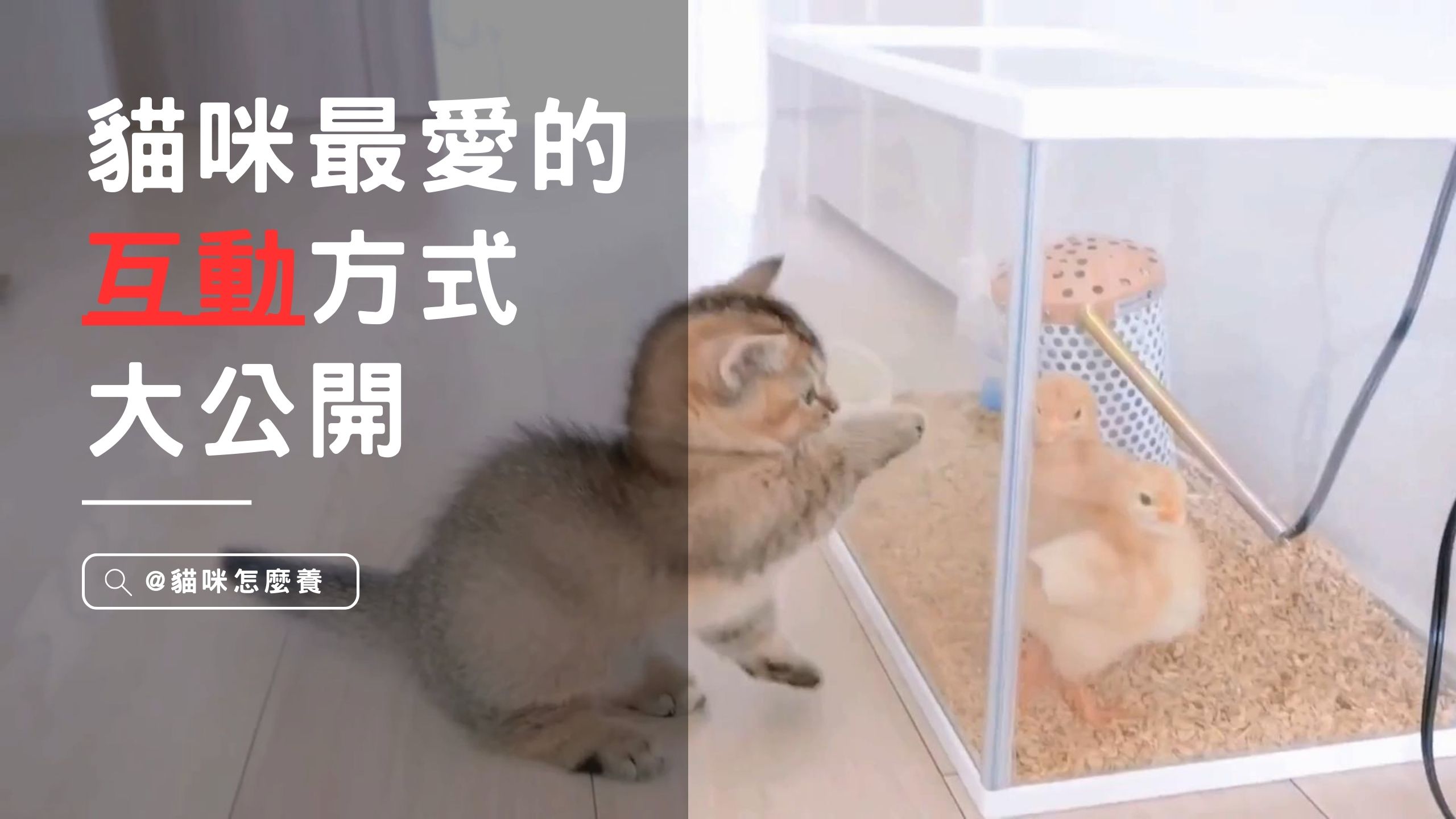 【養貓知識】教你與貓咪溝通！貓咪最愛的互動方式大公開，打造無間互信的人貓關係！